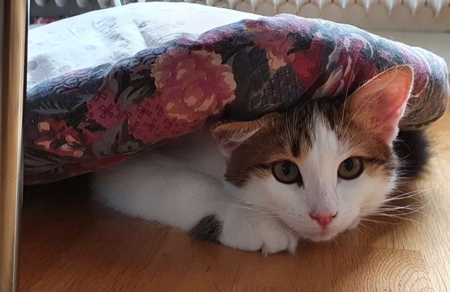 Sibirisk kattunge Alekto
