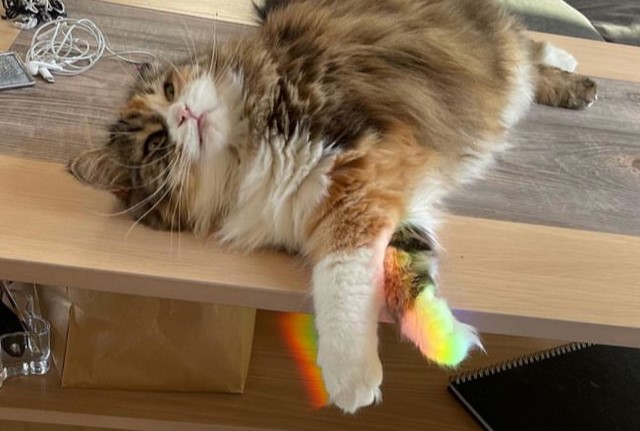Sibirisk katt Flora