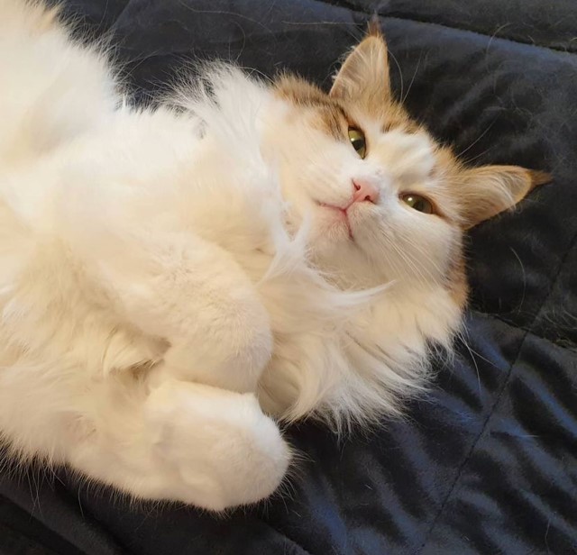 Sibirisk katt Nymphe