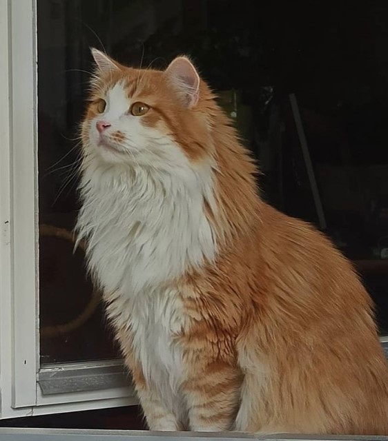 Sibirisk katt Verdi