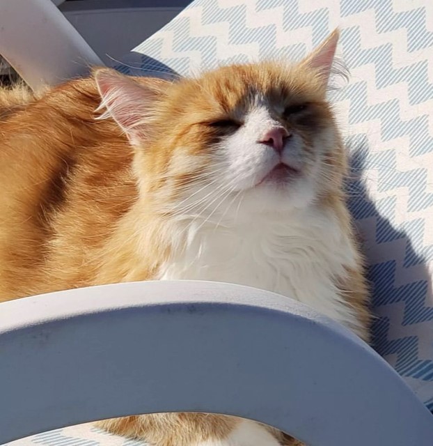 Sibirisk katt Neptune