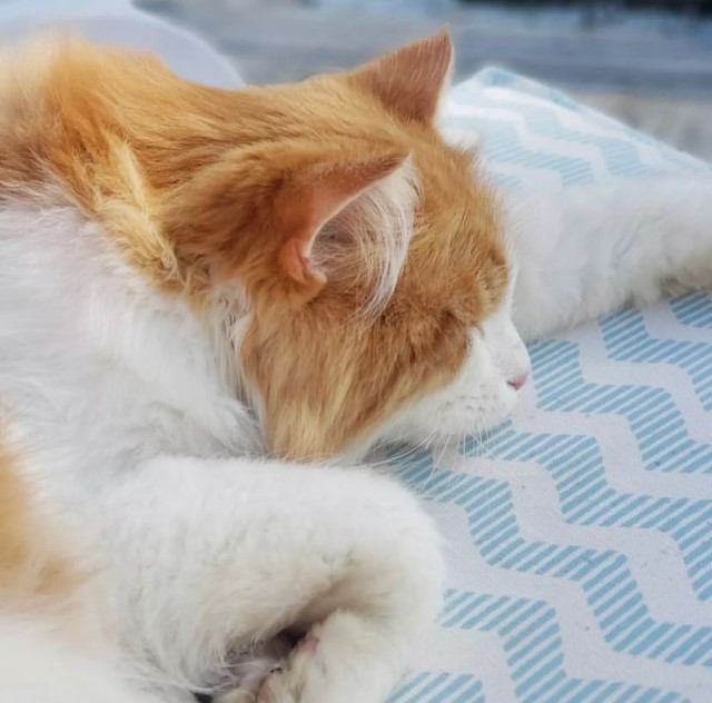 Sibirisk katt Rost