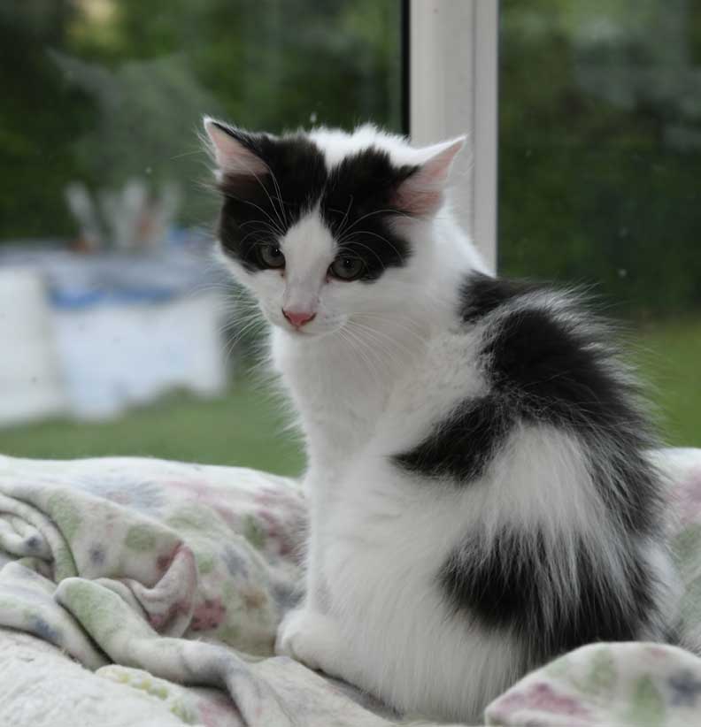 sibirisk kattunge Cupido