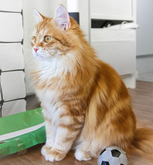 Sibirisk katt Yazhi