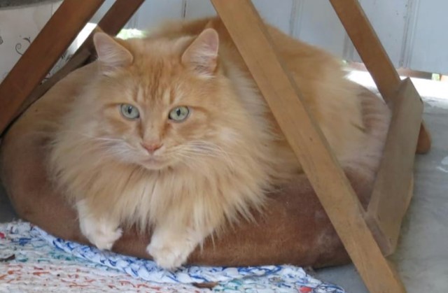 Sibirisk katt Hercules