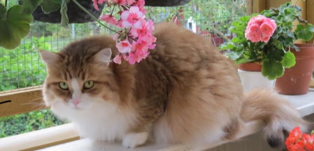 Sibirisk katt Galileo