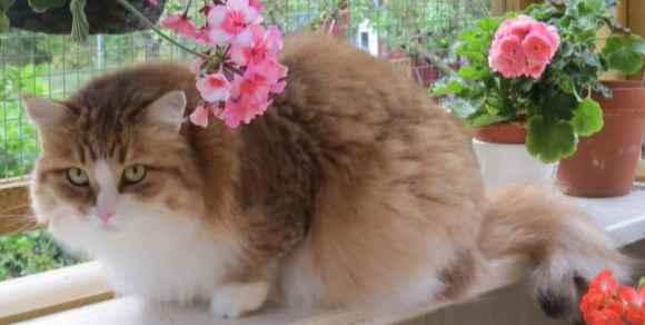 Sibirisk katt Galileo