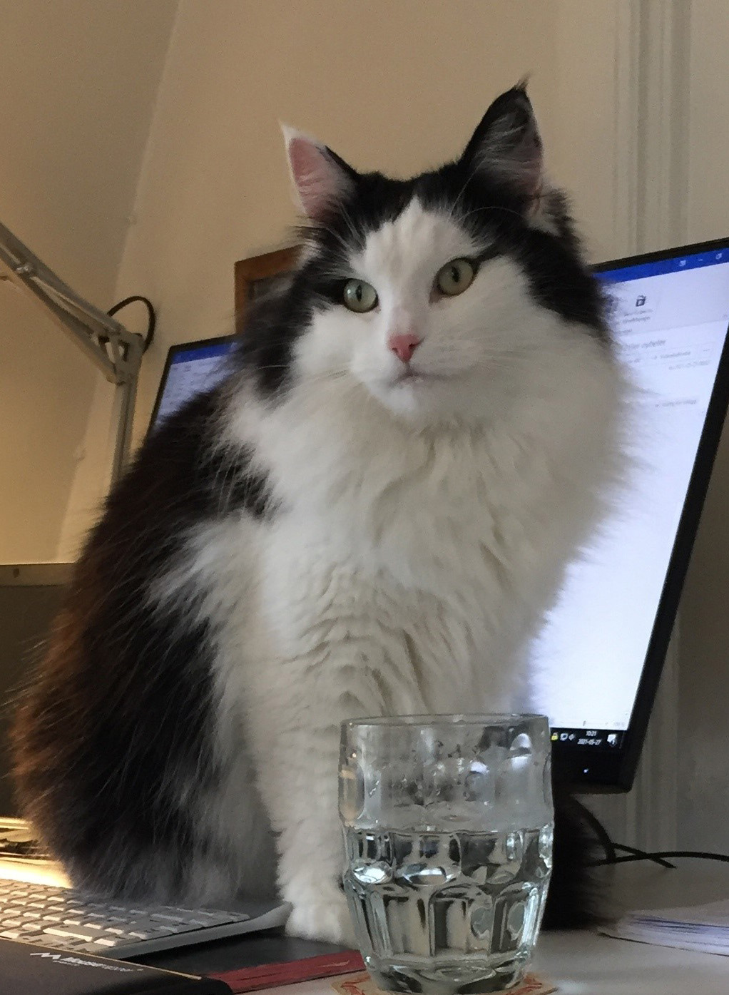 Sibirisk katt Yale