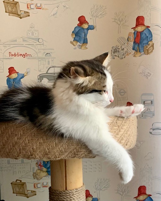 Sibirisk kattunge Caphir