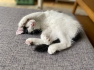 Sibirisk kattunge Cupido