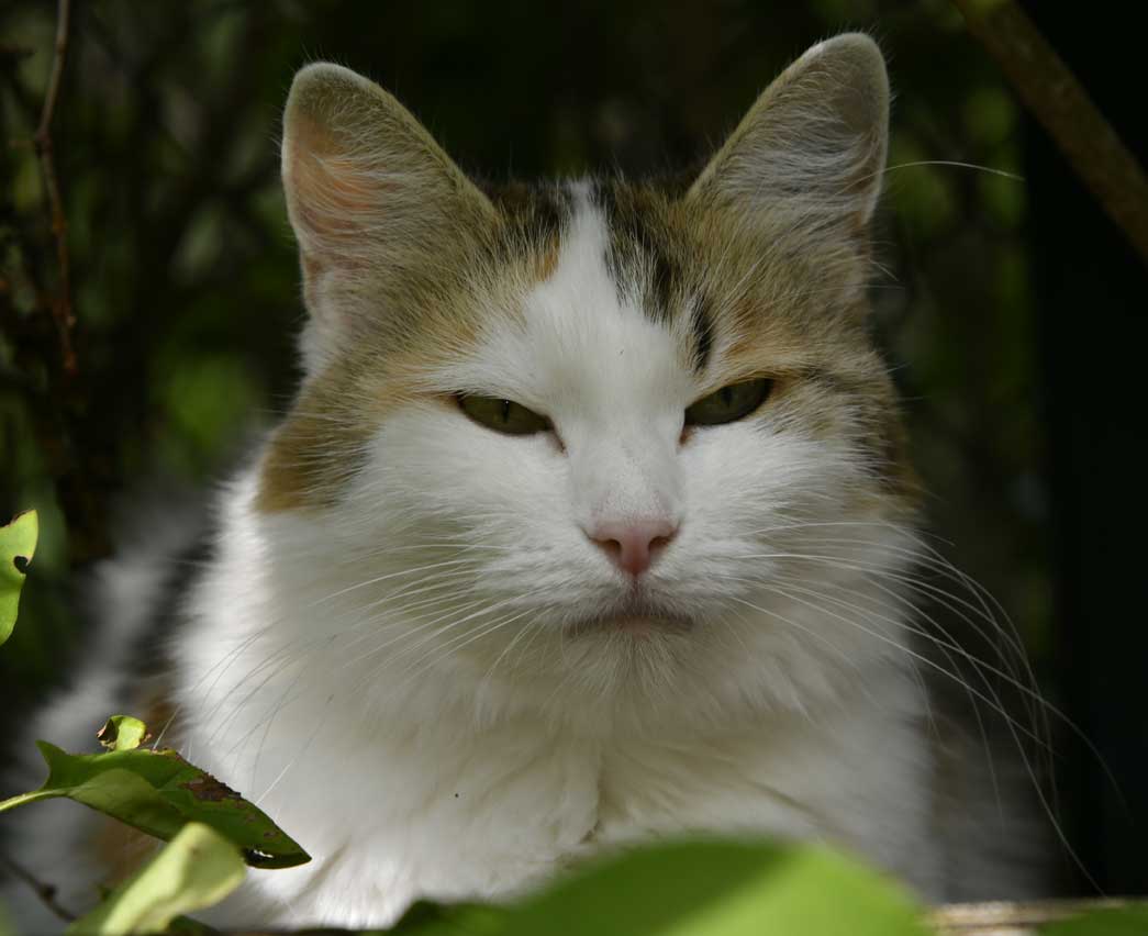 Sibirisk katt Tracie