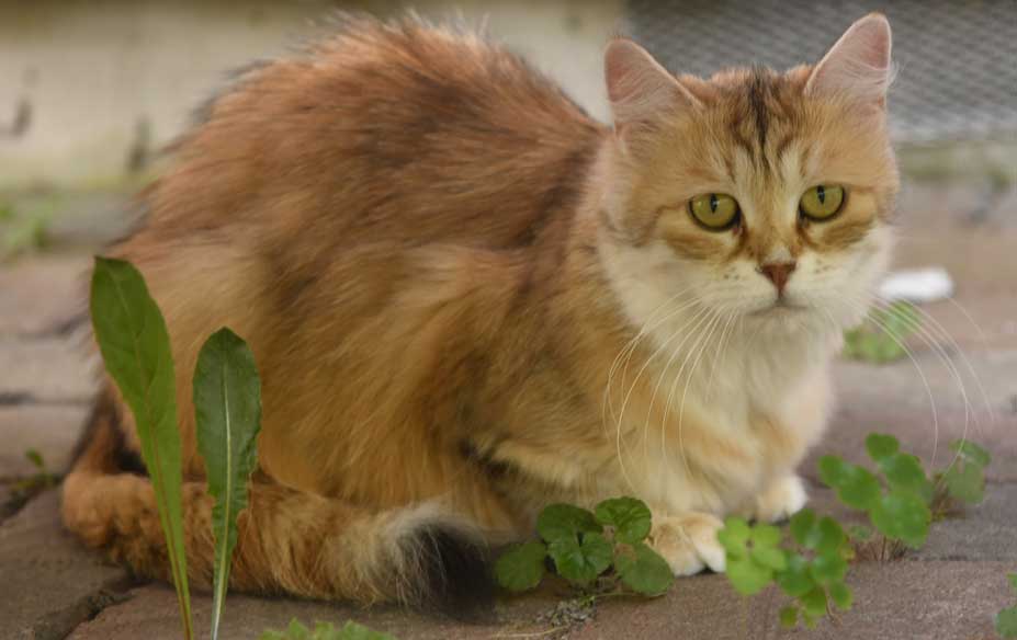 Sibirisk katt Uni