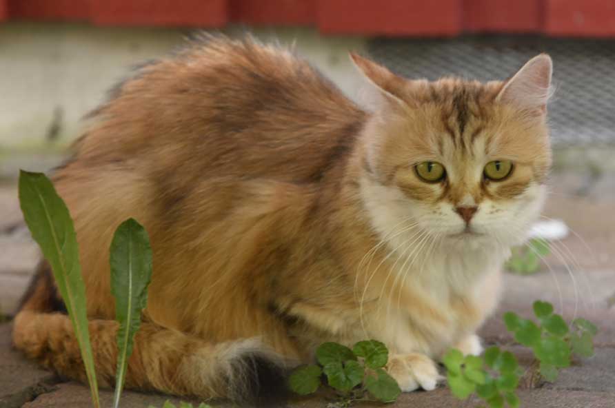 sibirisk katt Mitzi