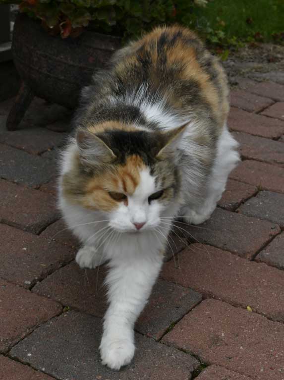 sibirisk katt Colbie