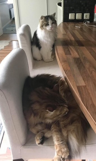 Sibirisk katt Pluto o Ul