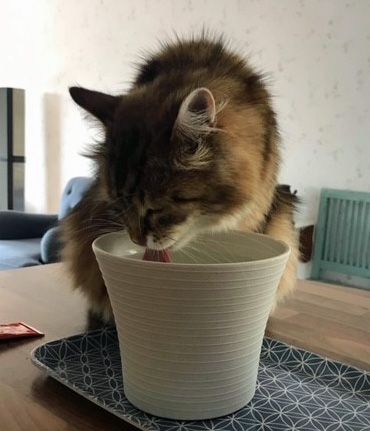 Sibirisk katt Ul