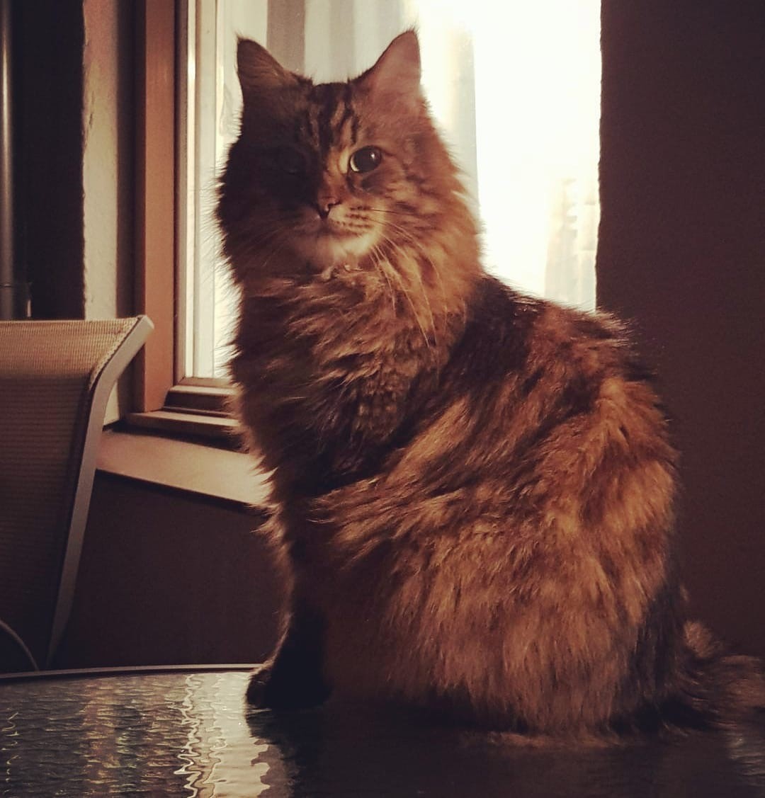 Sibirisk katt Crux