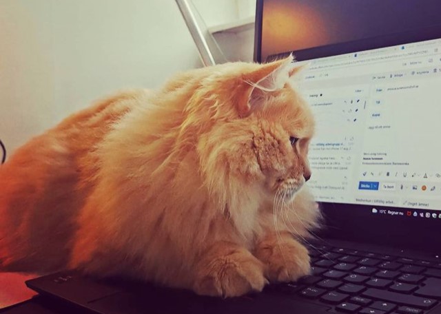 Sibirisk katt Barry