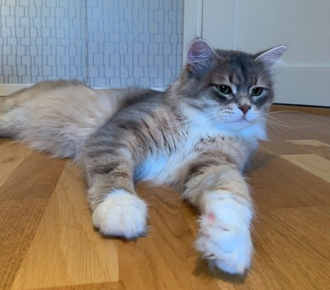 sIBIRISK KATT zIGGY