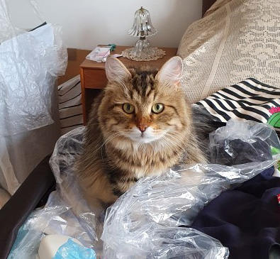 Sibirisk katt Yangel