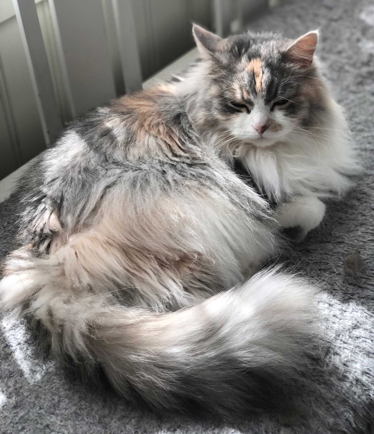Sibirisk katt Xenia