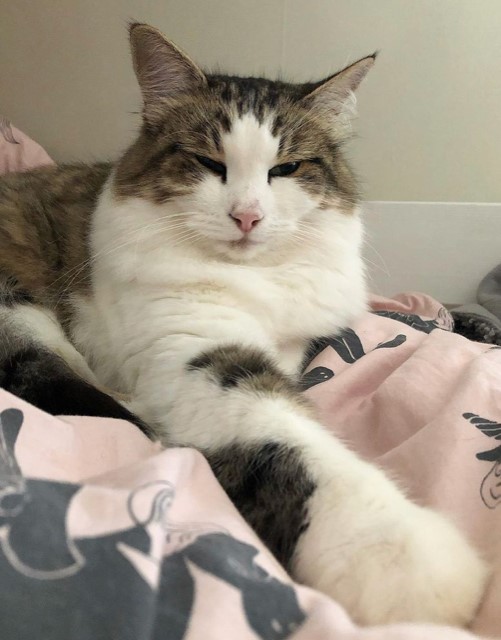 Sibirisk katt Hubble