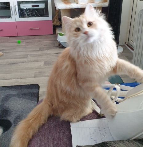 Sibirisk katt Yezo
