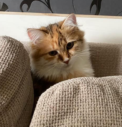 Sibirisk katt Bella