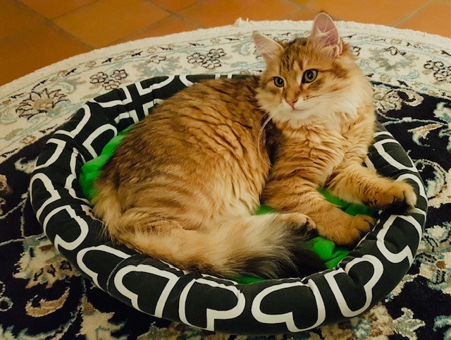 Sibirisk kattunge Betelgeuse