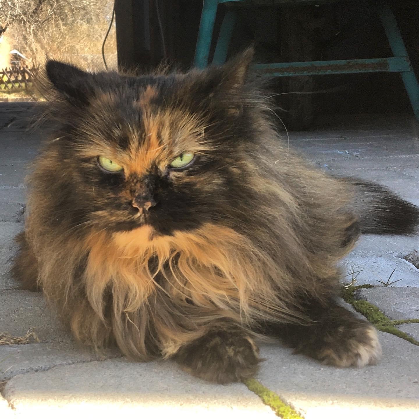 Sibirisk katt Kathleen