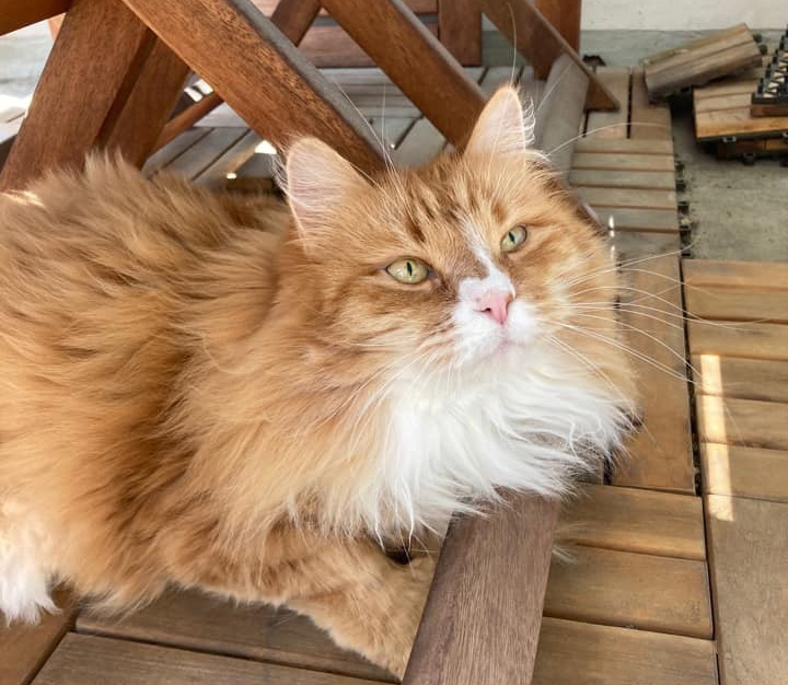 Sibirisk katt Kepheus
