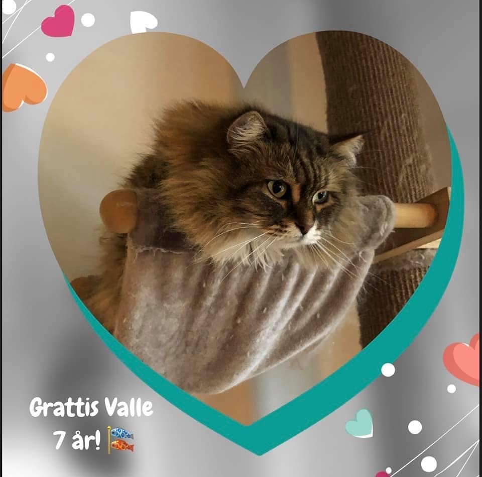 Sibirisk katt Vincente