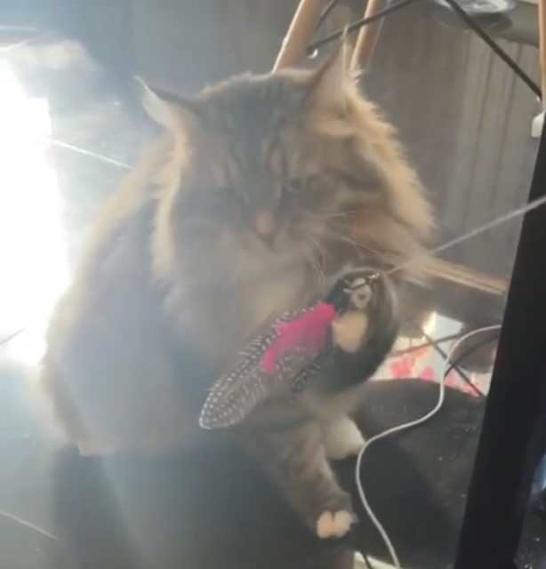 Sibirisk katt Lucifer