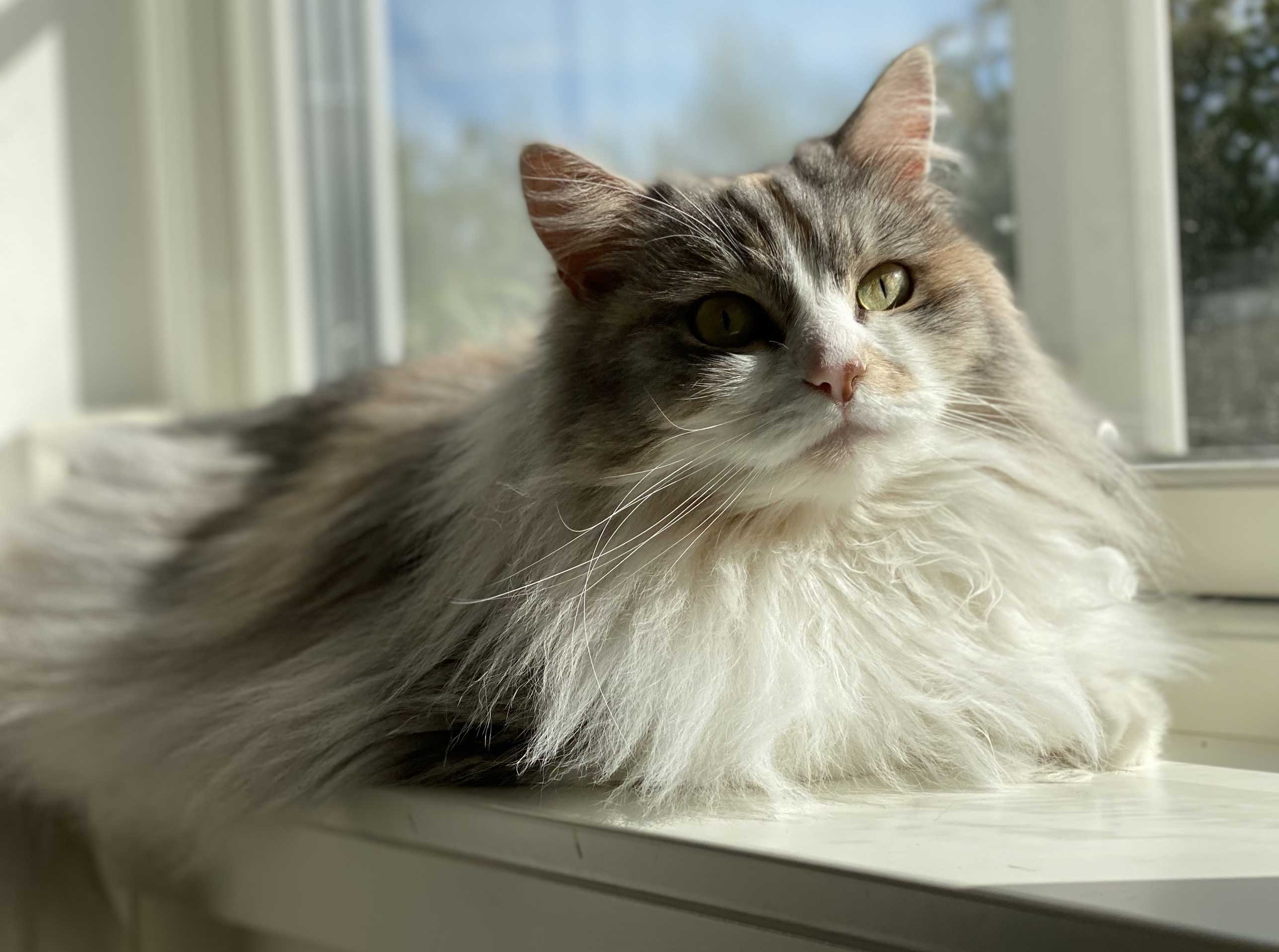 Sibirisk katt Xenia