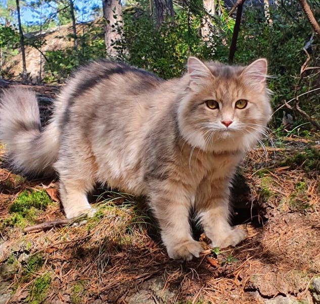 Sibirisk katt Beemim