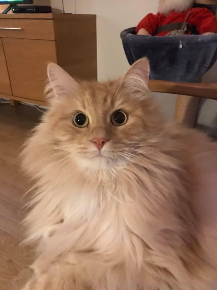 sibirisk katt Fornax
