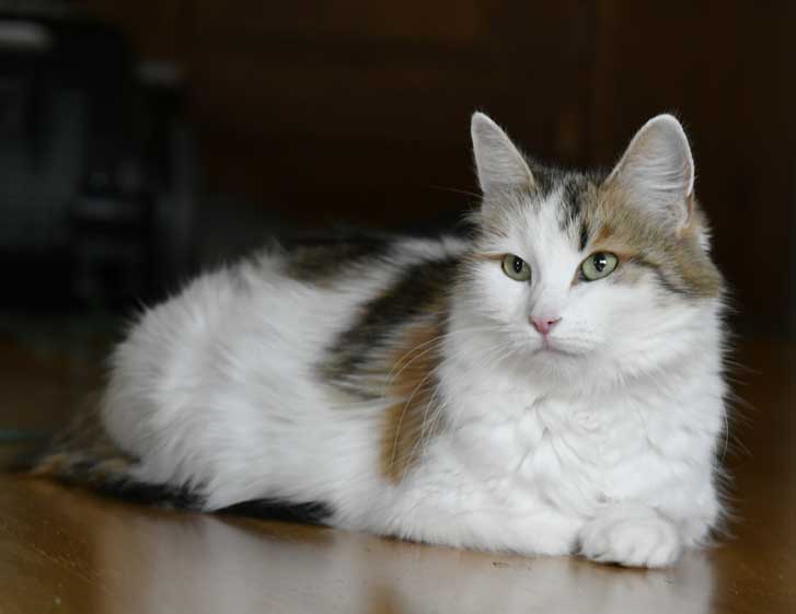 Sibirisk katt Tracie