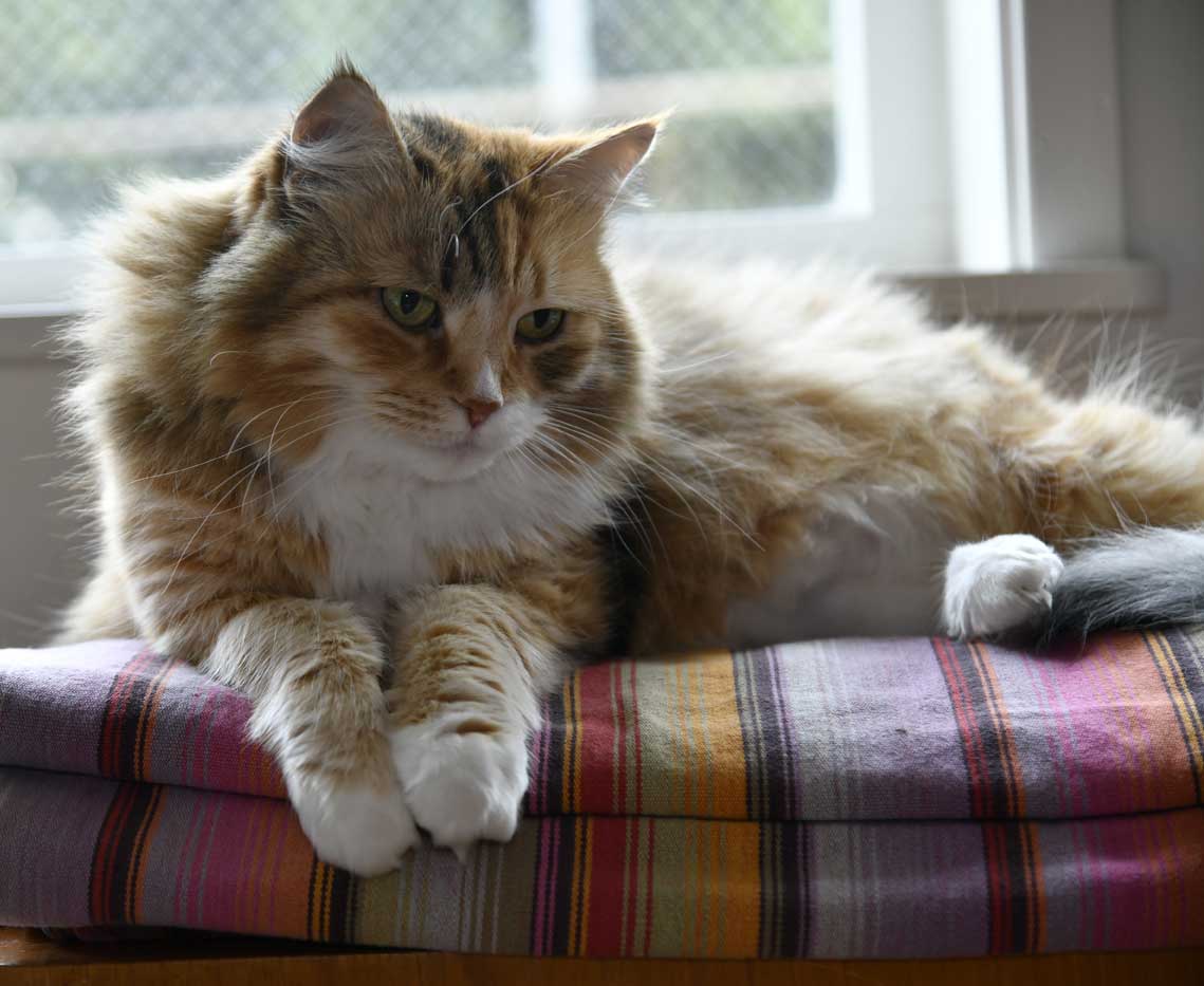 sibirisk katt Dani