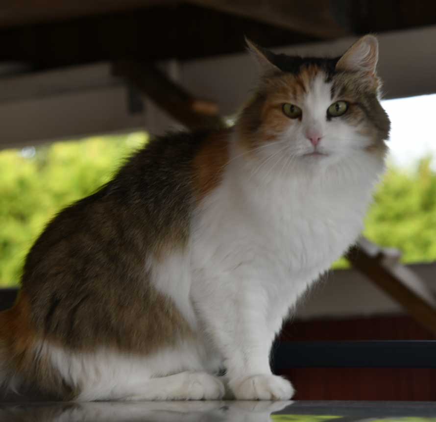 Sibirisk katt Colbie