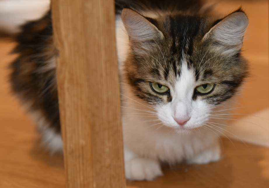 Sibirisk katt Vickie