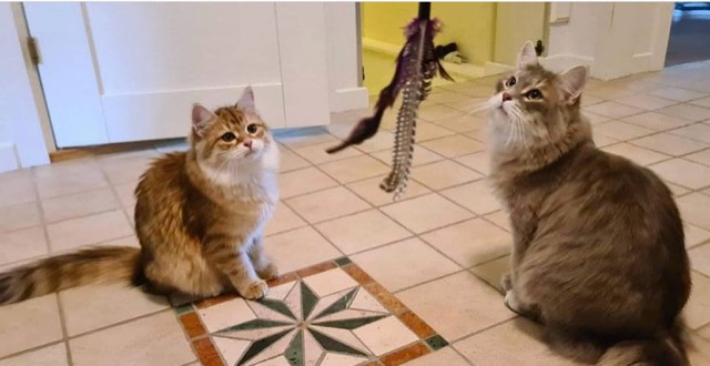 Sibirisk katt Bianca och Yabu
