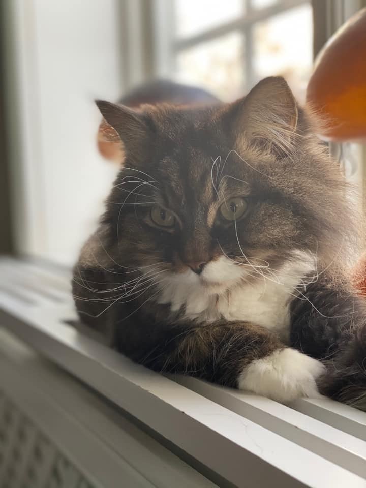 Sibirisk katt Achilles
