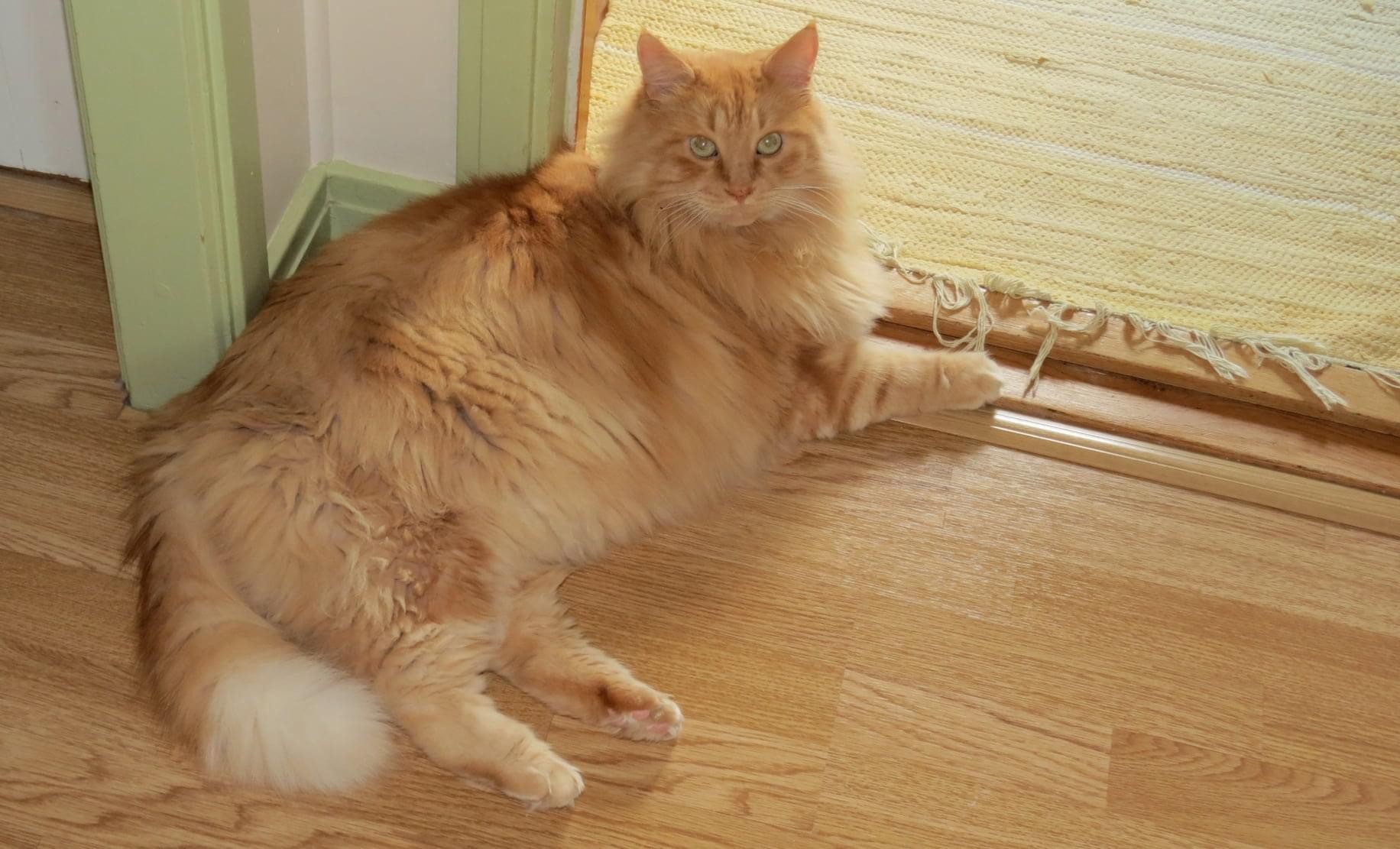 sibirisk katt Hercules