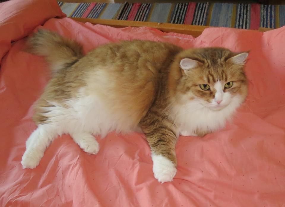 Sibirisk katt Galileo