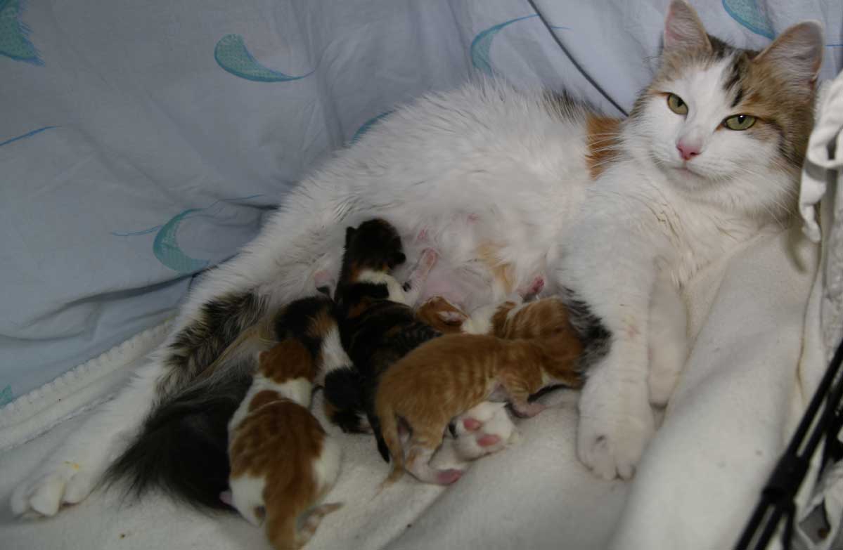 Sibiriska kattungar E3-kullen