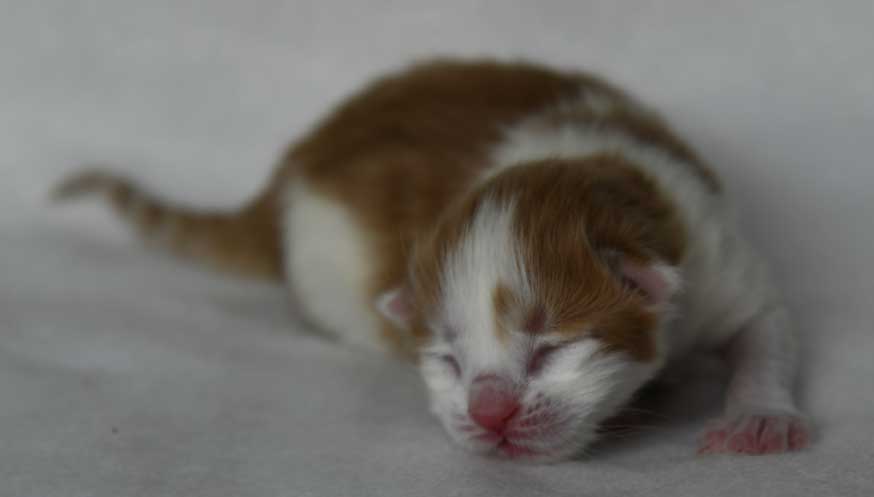Sibirisk kattunge Elvis
