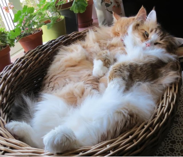 Sibirisk katt Hercules Galileo