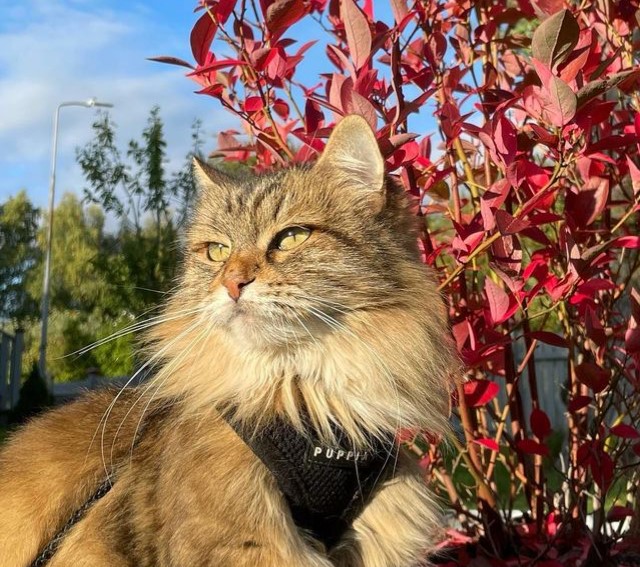 Sibirisk katt Juliet