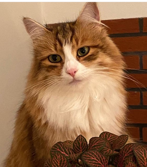 Sibirisk katt Ueta