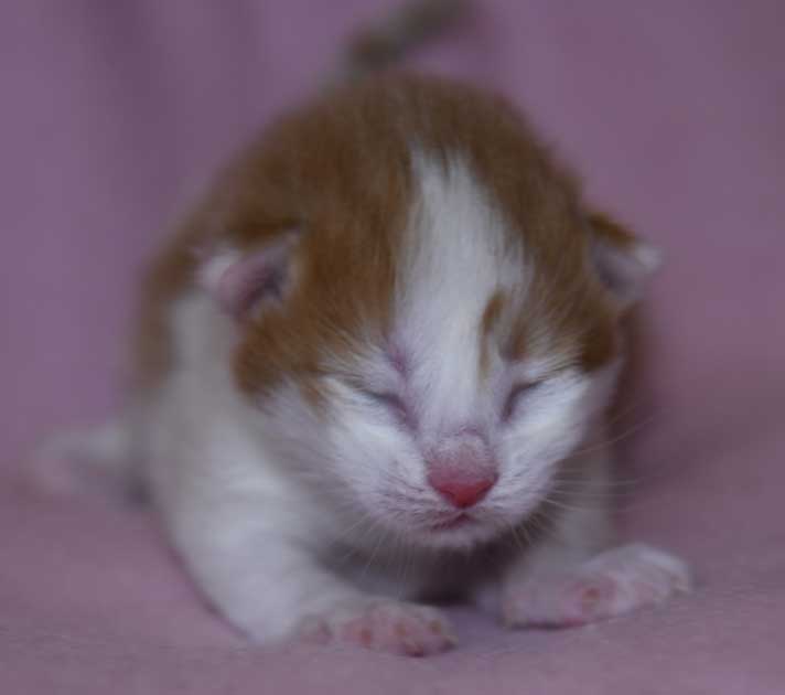 Sibirisk kattunge Elvis